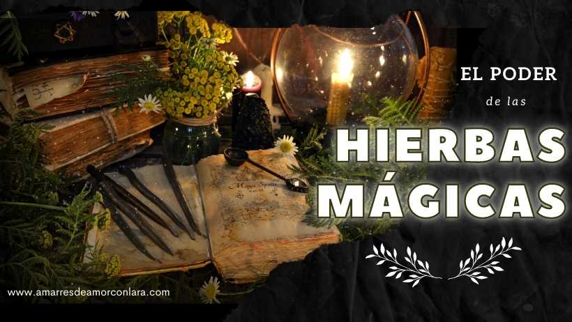 Hierbas Mágicas: 7 plantas esenciales para la magia blanca