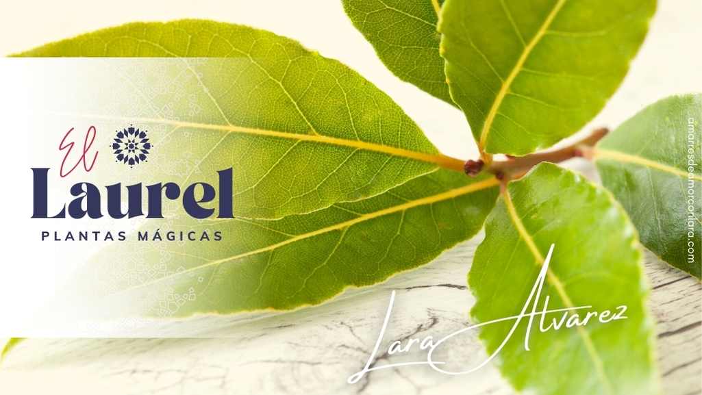 El Laurel: propiedades mágicas y ceremonias